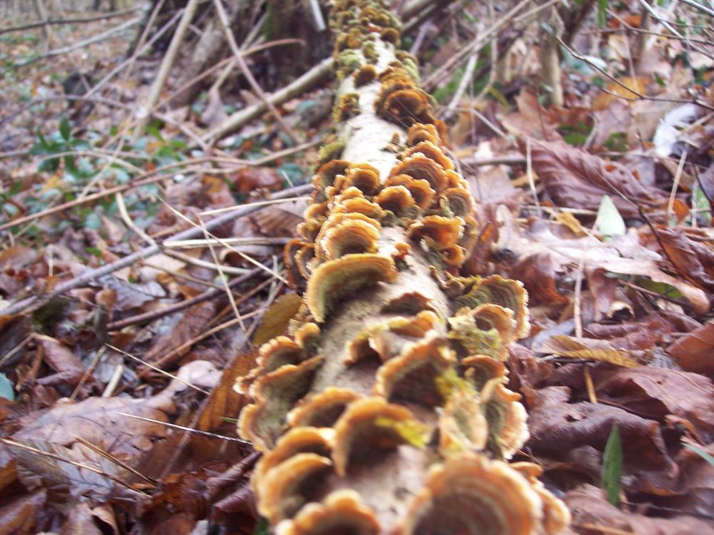 ritrovamenti invernali nel parco ticino